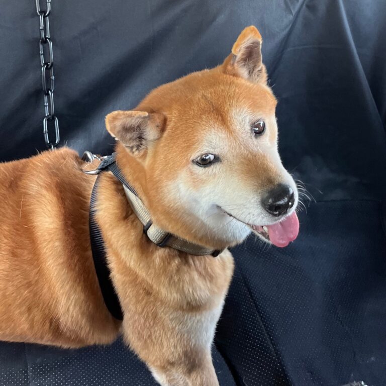 Shiba Inu en el interior de la furgoneta de transporte canino