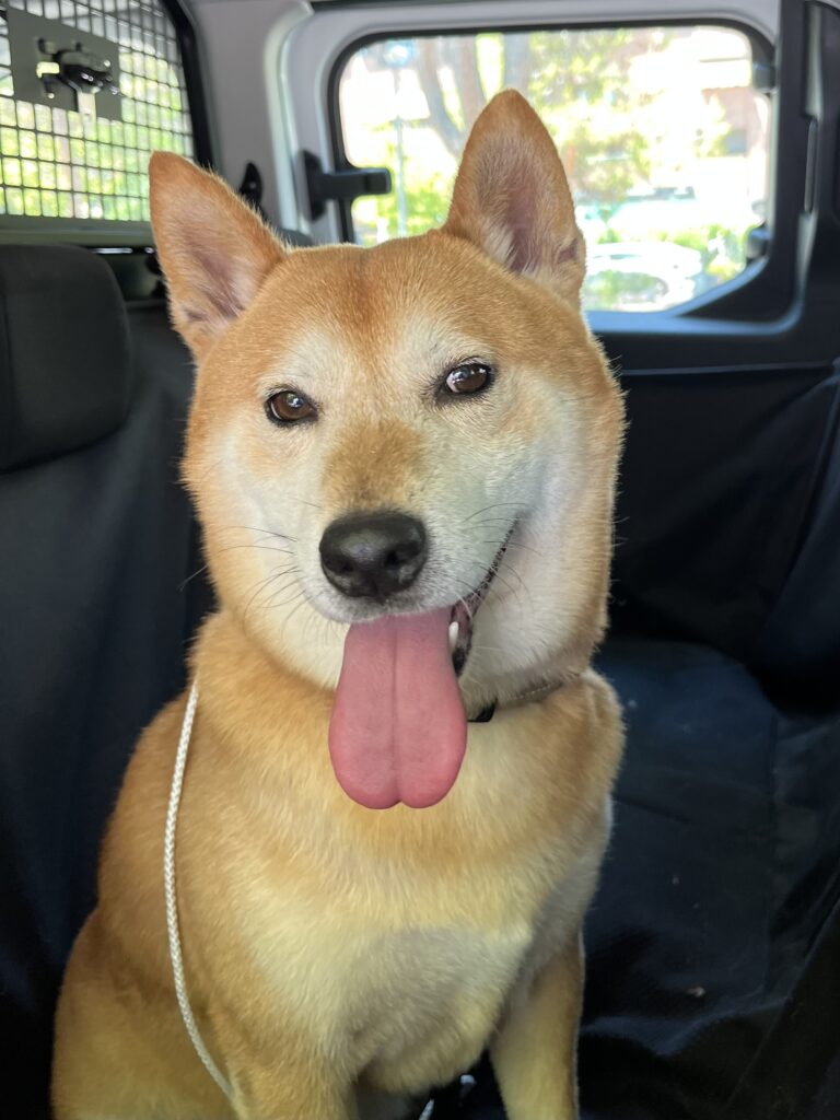 Foto perro transporte Barks